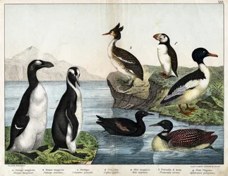 a: Nagy bukó (Mergus merganser), b: Búbos vöcsök (Podiceps cristatus), c: Északi búvár (Colimbus glacialis), d: Fekete alk (Cephis grylle), nagy pingvin (Alca impennis), f: Lunda (Fratercula artica), g: Királypingvin (Aptenodydydydye pa