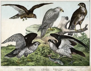 a: Sas vagy királyi túzok, b: fúvóka, c: halászsólyom, d: izlandi sólyom, e: körül = astore - in „Natural History of Birds”, szerk. Hoepli, Milánó