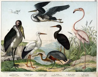 a: Phoenicopterer vagy Flamingo (Phoenicopterus roseus), b: Fehér gólya (Ciconia alba), c: Fekete gólya (Ciconia migra), d: Marabout (Leptoptilus crumenifer), e: Fehér gém (Ardea cinerea), f: Vörös gém ( Ardea purpurea) - a „Madarak természettörténetében” 