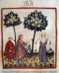 Veszettség vagy dühös személy, aki szövetet szorít a fogai közé. 14. századi illumináció a „Tacuinum Sanitatis” című műből, Bécs, Nemzeti Könyvtár.