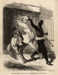 Egy szenegáli spahi (cavalier) Saint-Louis-ban (Saint Louis). Fleuriot de Langle altengernagy által 1868-ban készült metszet az afrikai tengerparti körutazás illusztrálására, megjelent a „Le tour du monde”” 1872-ben, szerkesztette Edouard Charton, Hachette