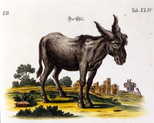 Ankey. 18. századi ábrázolás.