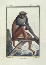 BUFON, Georges-Louis Leclerc gróf (1707-1788). Rhesusmajmok (rhesus). Illusztráció a "Histoire naturelle, generale et particular" című művéhez.