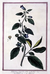Belladonna, virágok és bogyók. Gyógyászatban használt mérgező növény. Metszet egy 19. századi herbárium után.