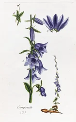 Campanula (baracklevelű harangvirág)