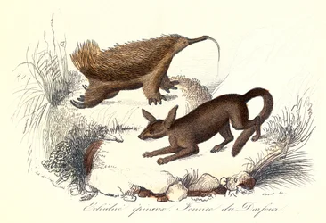 "Buffon összes művei: Háziállatok: A tüskés echidna és a derfour-i fennec (metszet)".