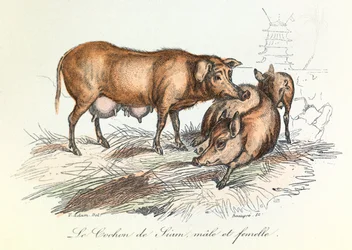 "Completes de Buffon" Linneene nómenklatúrájával és Cuvier osztályozásával: Les animaux: Le pig de Siam (metszet)