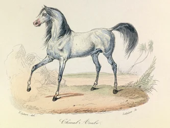 "Completes de Buffon" Linneene nómenklatúrájával és Cuvier osztályozásával: Les animaux: Cheval Arabe (metszet)