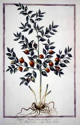 Fragon False Holly vagy Small Holly (Ruscus) egy 19. századi herbáriumban.