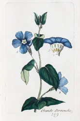 Nagy periwinkle