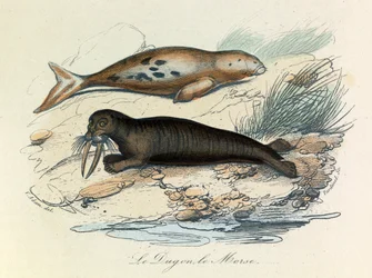 Illusztráció a "Buffon összes művei" című könyvből: Les Quadrupedes: Le dugon et le walrus (metszet)