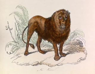Illusztráció a "Buffon összes művei" című könyvből: Les Quadrupedes: Le lion (metszet)