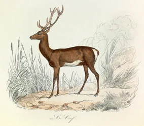 Illusztráció a "Buffon összes művei" című könyvből: Buffon: Les animaux: Buffon: Le cerf (metszet)