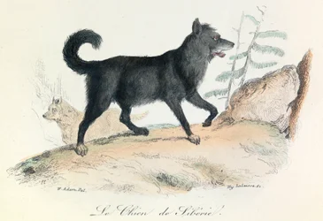 Illusztráció a "Buffon összes művei" című könyvből: Buffon: Les animaux: Buffon: Le chien de Siberie (metszet).