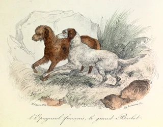 Illusztráció a francia spánielről és a nagy barbetről Linneene nómenklatúrájával és Cuvier osztályozásával (metszet)