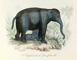 Ábra egy ázsiai nőstény elefántról Buffon könyvéből, Linnaeus és Cuvier osztályozásával (metszet)