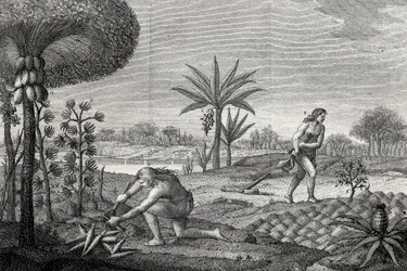 Őslakosok művelik a földet Kolumbia Orenoque medencéjében. Metszet 1780