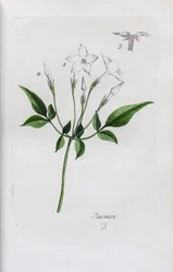 Jasmine