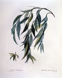 Sírófűz (Salix babylonica) levele.