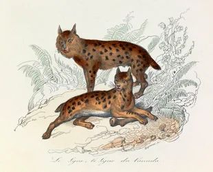 Lynx és kanadai hiúz, két négylábú emlős, Linneene és Cuvier osztályozása (metszet)