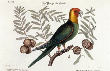 Madártan: Carolina papagáj. (Psittacus caroliniensis)