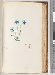 100. oldal Linum