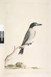 10. oldal Vanga. alsó közepén különböző kézben Természetes méret, írisz kétséges Szürke mészáros Cracticus torquatus hím, 1791-92