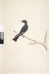 12. oldal Ocypterus. a cím felett más kézben április,  természetes méret Dusky Wood, Fecske Artamus cyanopterus, 1791-92
