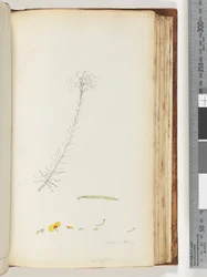 131. oldal Germen szőrös / Ericifolia befejezetlen rajz
