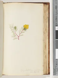 134. oldal Gompholobium grandiflorum / Exot. Bot. t. 5
