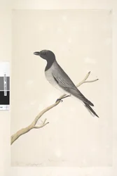 14. oldal Ceblephyris. fenti cím más kézben augusztus. Természetes méret Kiskukk, Shrike? Coracina robusta, 1791-92