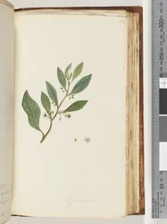 161. oldal Myoporum