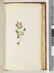 170. oldal Decandria monogynia. Banks-i Kalmoides