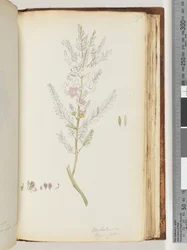 190. oldal Melaleuca thymifolia / Kakukkfű Méz, mirtusz