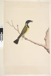 19. oldal április. Természetes méretű Golden Whistler Pachycephala pectoralis, kan, 1791-92