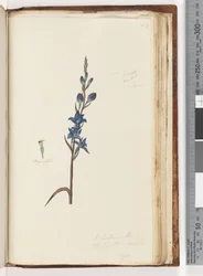 203. oldal. Azt hiszem, ez a Thelymitra ixioides / Foltos naporchidea