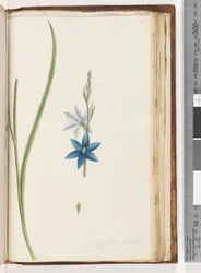 204. oldal Thelymitra ixiodes / Foltos naporchidea