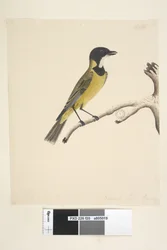 20. oldal Természetes méret. Április Golden Whistler Pachycephala pectoralis, hím, 1791-92