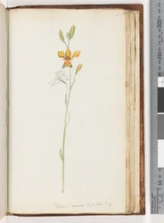 213. oldal. Diuris aurea. Exot. Bot. t. 9. Arany szamárorchidea