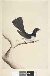 28. oldal Természetes méret, július Willie Wagtail Rhipidura leucophrys, 1791-92