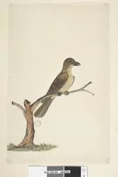 30. oldal...? Norfolk-szigeti feketerigó? Aplonis fuscus, nőstény, 1791-92