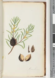 36. oldal Conchium