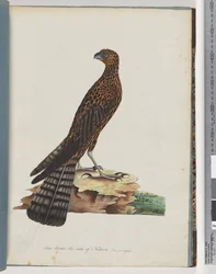 36. oldal Red Goshawk. Sugárzott Falcon