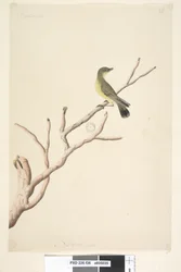 36. oldal Szeptember. Természetes méretű Yellow Thornbill Acanthiza nana, 1791-92