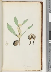 37. oldal Conchium nervosum (akvarell)