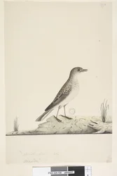 38. oldal Alundu? a cím felett különböző kézzel Természetes méret, július Pipit Anthus australis, 1791-92