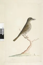 3. oldal Turdus. cím alatt más kézben augusztus természetes méretben. Földi rigó Zoothera lunulata, 1791-92