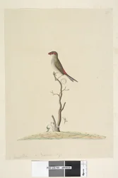 40. oldal Ügyfélszolgálat. Természetes méretű vörös, szemöldökpinty Neochmia brevis Aegintha brevis, 1791-92