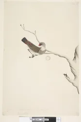 41. oldal Fringilla. fenti cím más kézben június. Természetes méret. Kétes írisz Diamond Firetail Stagonopleura guttata, éretlen, 1791-92