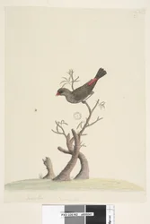 42. oldal. Fringilla. Alul középen, más kézírással: Természetes méret. Gyémántpinty Stagonopleura guttata, 1791-92